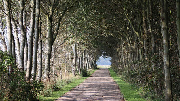 Weg durch eine Baumallee