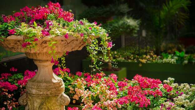 Gartenbeet mit roten Blumen