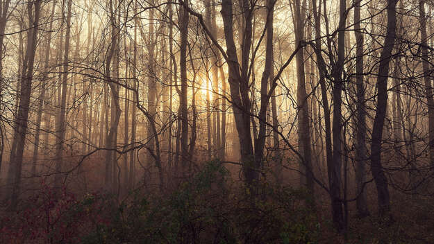 Sonnenlicht fällt durch einen Winterwald