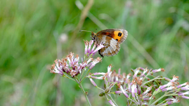 Schmettertling auf Blumenwiese