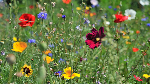 Blumenwiese