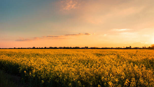 Symbolbild - Sonntagsruhe: Rapsfeld beim Sonnenuntergang