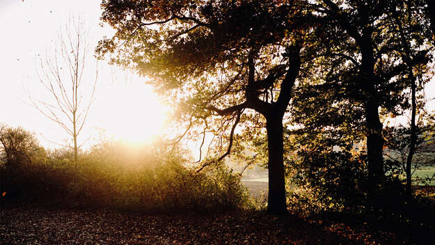 Symbolbild - Sonntagsruhe: Wald