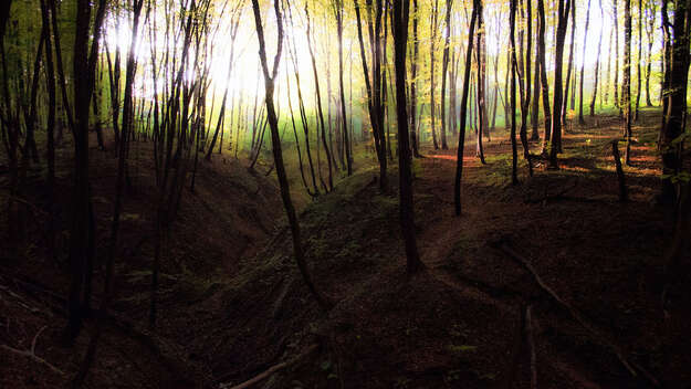 Dunkler Wald mit Sonnenaufgang im Hintergrund