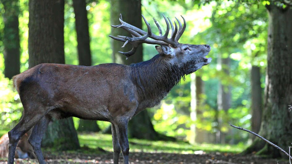 Ein Hirsch von der Seite