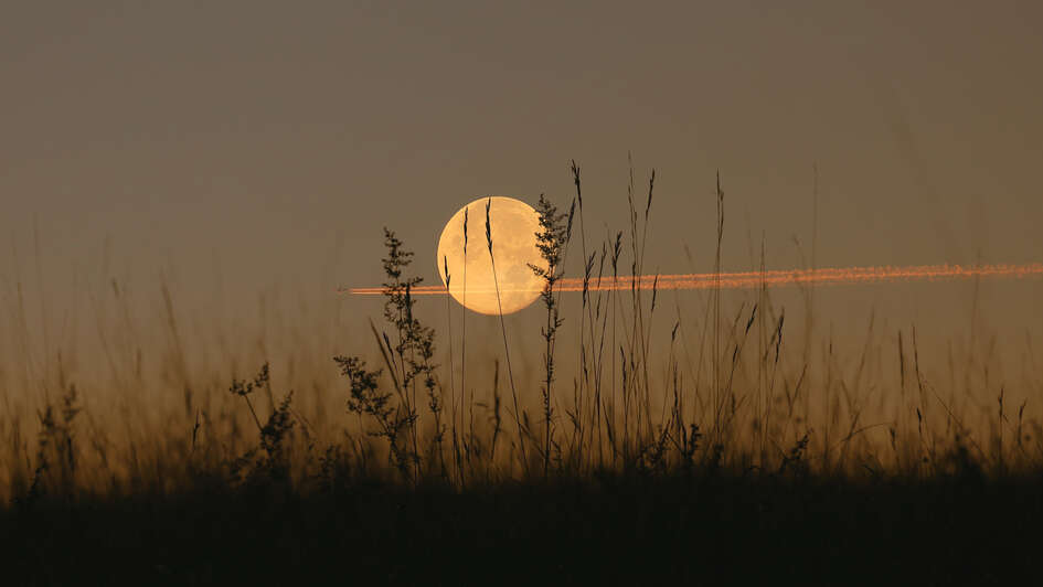 Mond über einer Wiese im Schattenriss