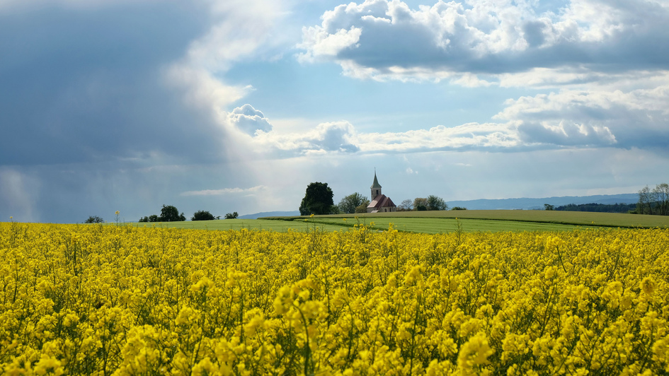 Kirche hinter einem blühenden Rapsfeld unter bewegtem Himmel