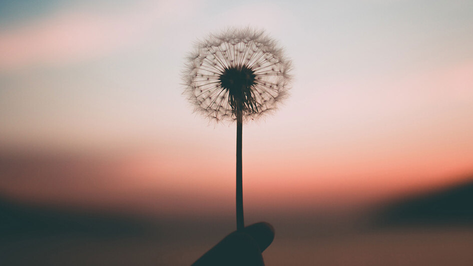 Eine Pusteblume von einer Hand gehalten