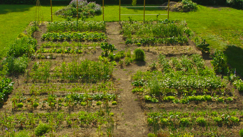 Bauerngarten - 'anders wachsen' - Dresden