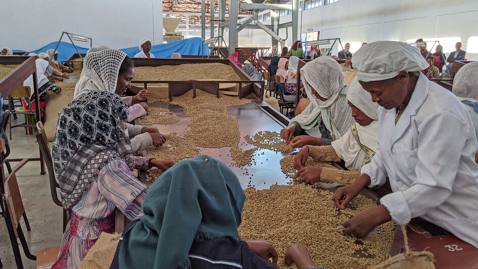 Frauen bei der Kaffeelese in Adis-Abeba