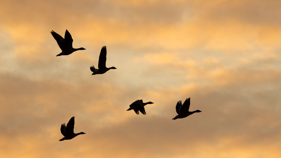 Fliegende Gänse vor gelblichen Wolken