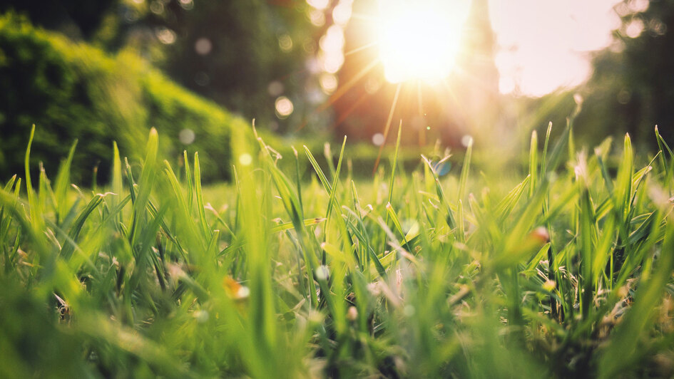 Sonnenstrahlen auf Grashalmen