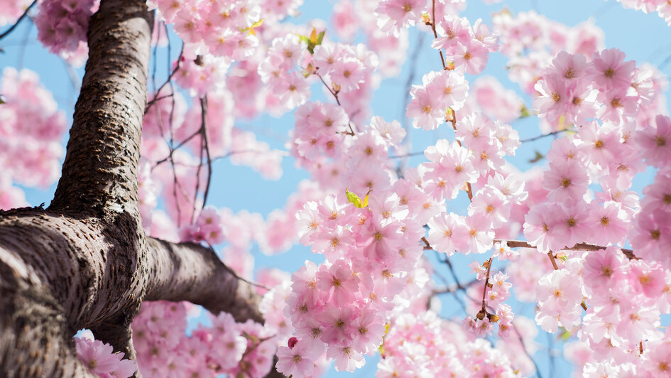 Kirschblüten