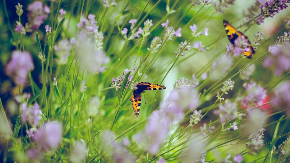 Eine Wiese mit Blumen und Schmetterlingen