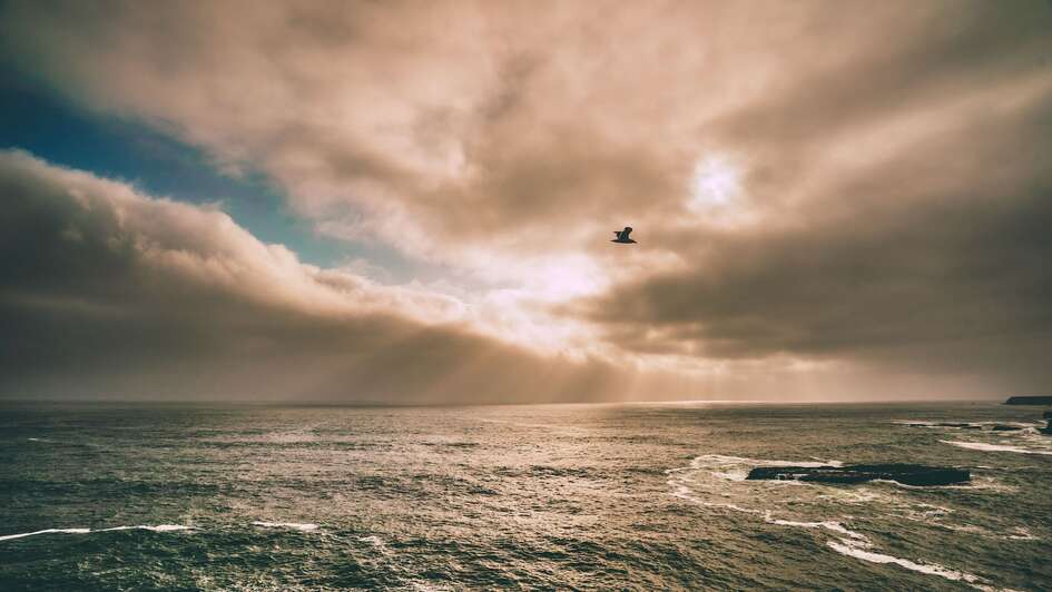 Ein Vogel fliegt über das offene Meer