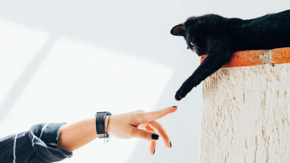 Ein Mensch berührt eine Katze an der Pfote