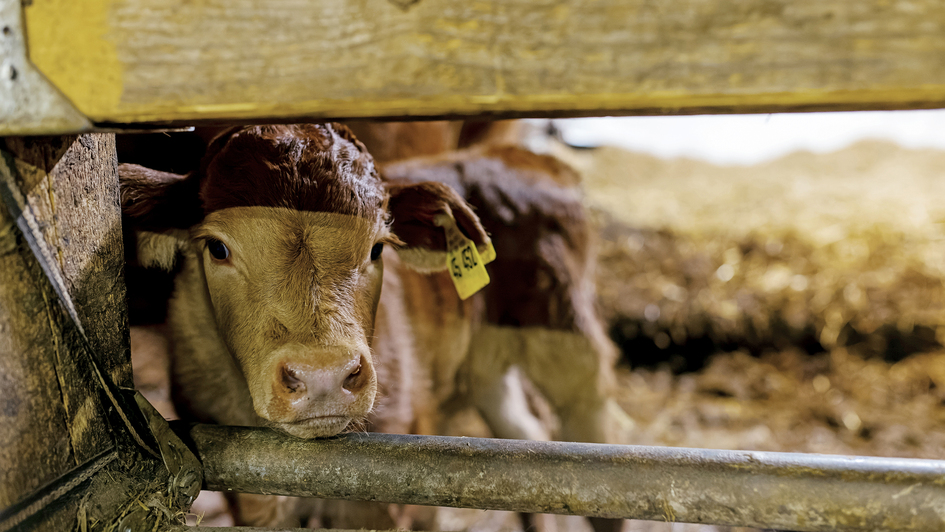 Ein Kalb steht neben seiner Mutter in einem Stall in St. Peter (Foto vom 26.01.2023). Fleisch aus dem Tierwohl gerechter Haltung wird zunehmend nachgefragt. Es geht nicht nur um die Haltung. Die mobile Schlachtung gilt als stressfreie Alternative zu Tiert