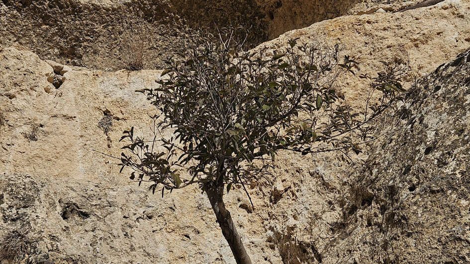 Ein Baum in steiniger und trockener Landschaft im Süden Syriens