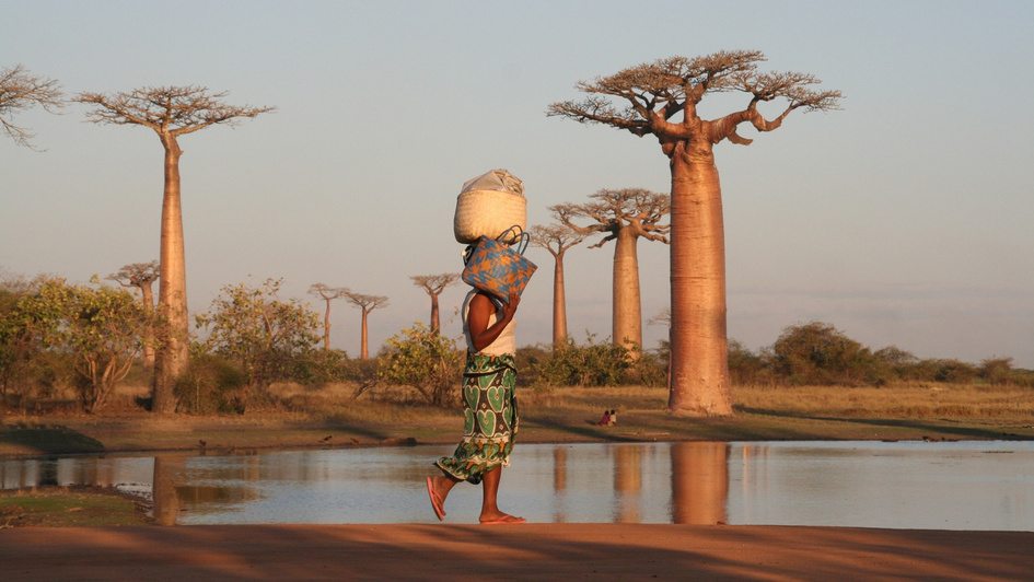 Eine Frau läuft durch die Natur in Madagaskar. Sie trägt mehrere Taschen. Im Hintergrund ist ein Teich und mehrere Mammutbäume zu sehen.