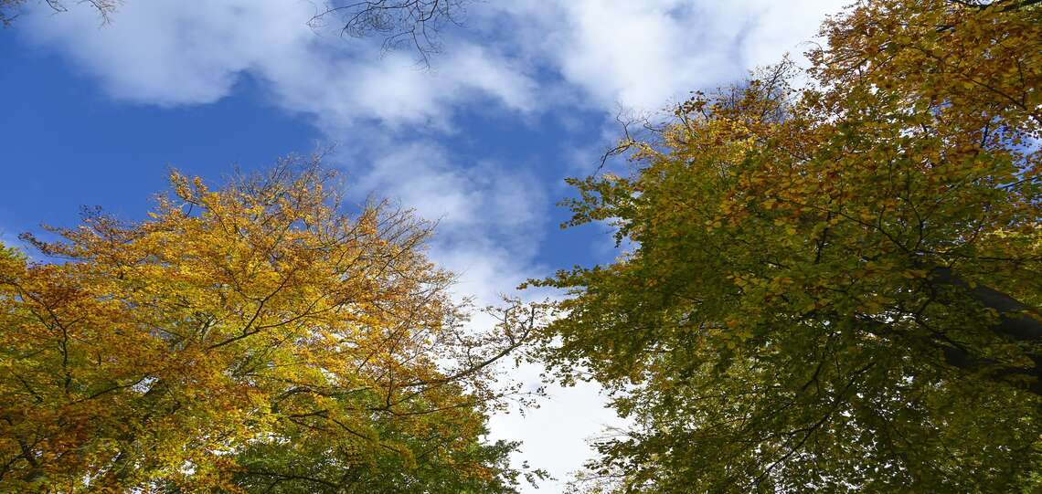 Das Bild zeigt einen Ausschnitt eines Waldes aus der Froschperspektive.