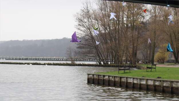 Frei fliegende Friedenstauben am Tollensesee in Neubrandenburg (Mecklenburg-Vorpommern)