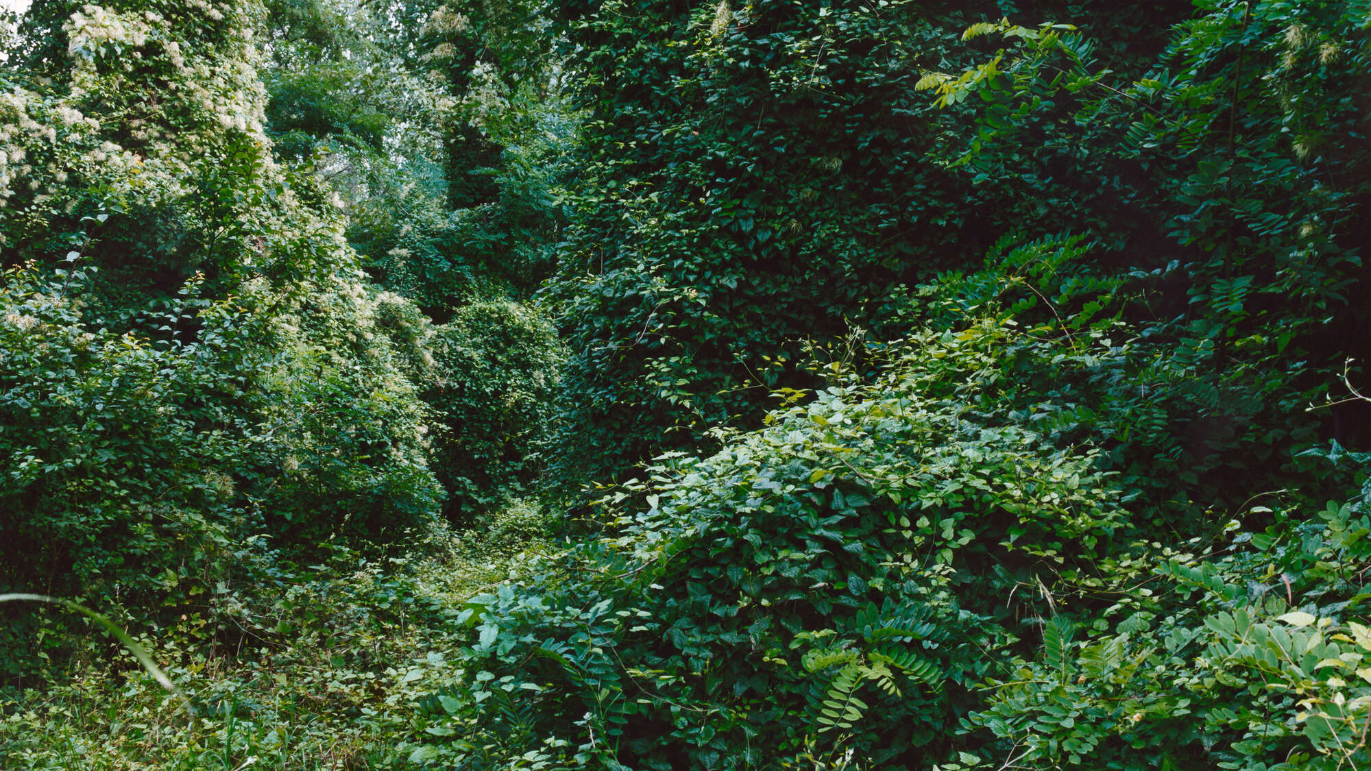 Symbolbild – Baumdickicht, Wildnis in der Stadt, aus der Denkraum-Bildedition „The New Wild“ von Franziska Klose